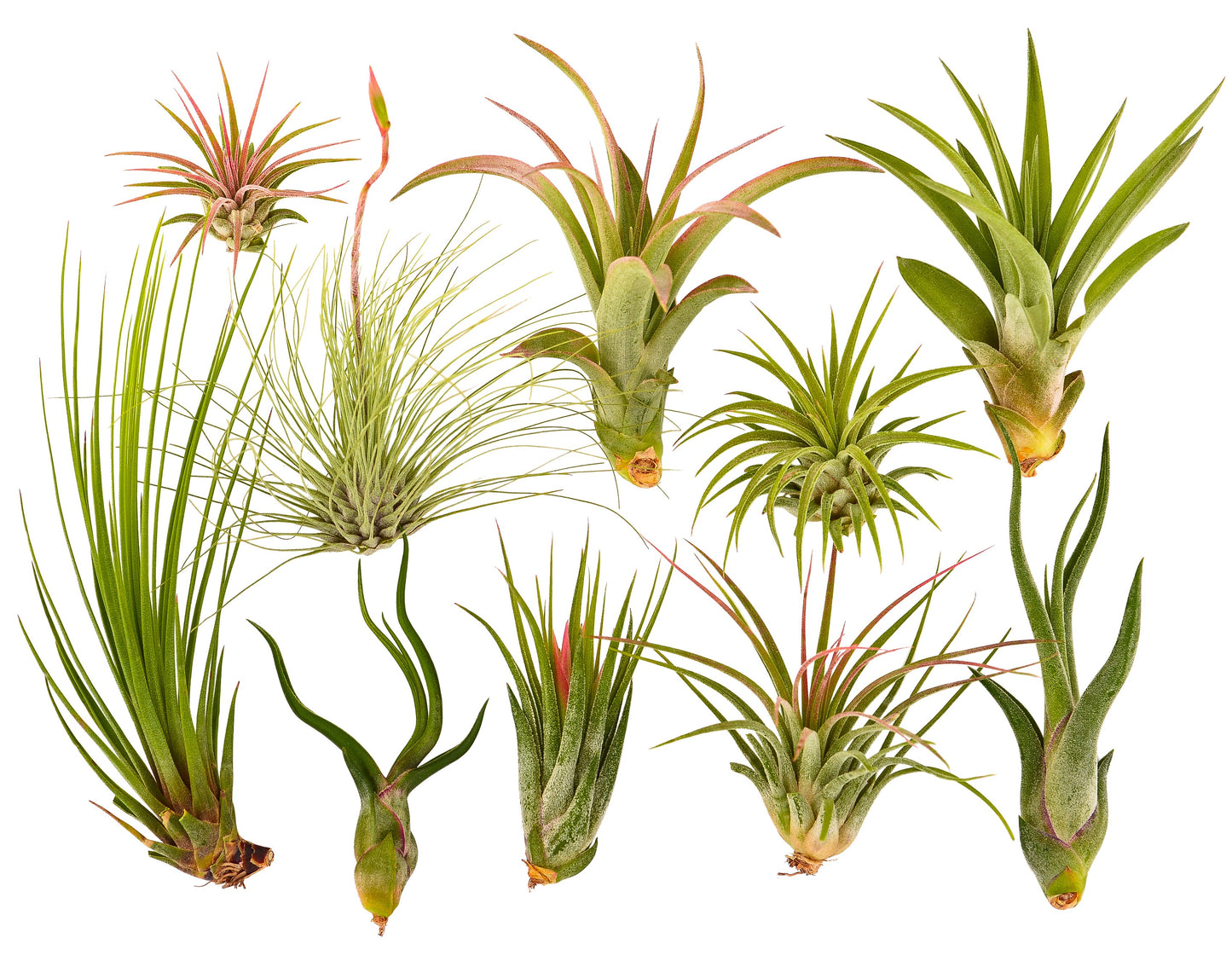 10 Pc Air Plant Tillandsia Assorted / Wholesale Air Plants - It Blooms