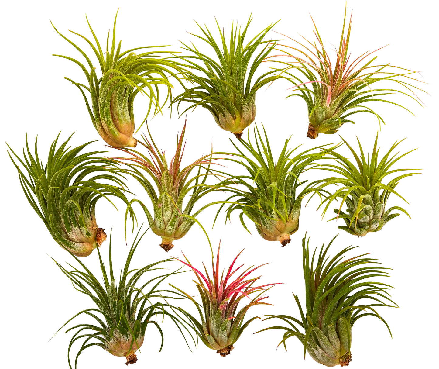 It Blooms Rainforest Grown 10 Pack Large Ionantha Air Plants - Live Tillandsia - 2.5 to 4 inches - 30 Day Guarantee