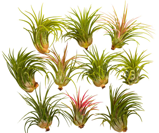 It Blooms  Rainforest Grown 10 Pack Large Ionantha Air Plants - Live Tillandsia - 2.5 to 4 inches - 30 Day Guarantee