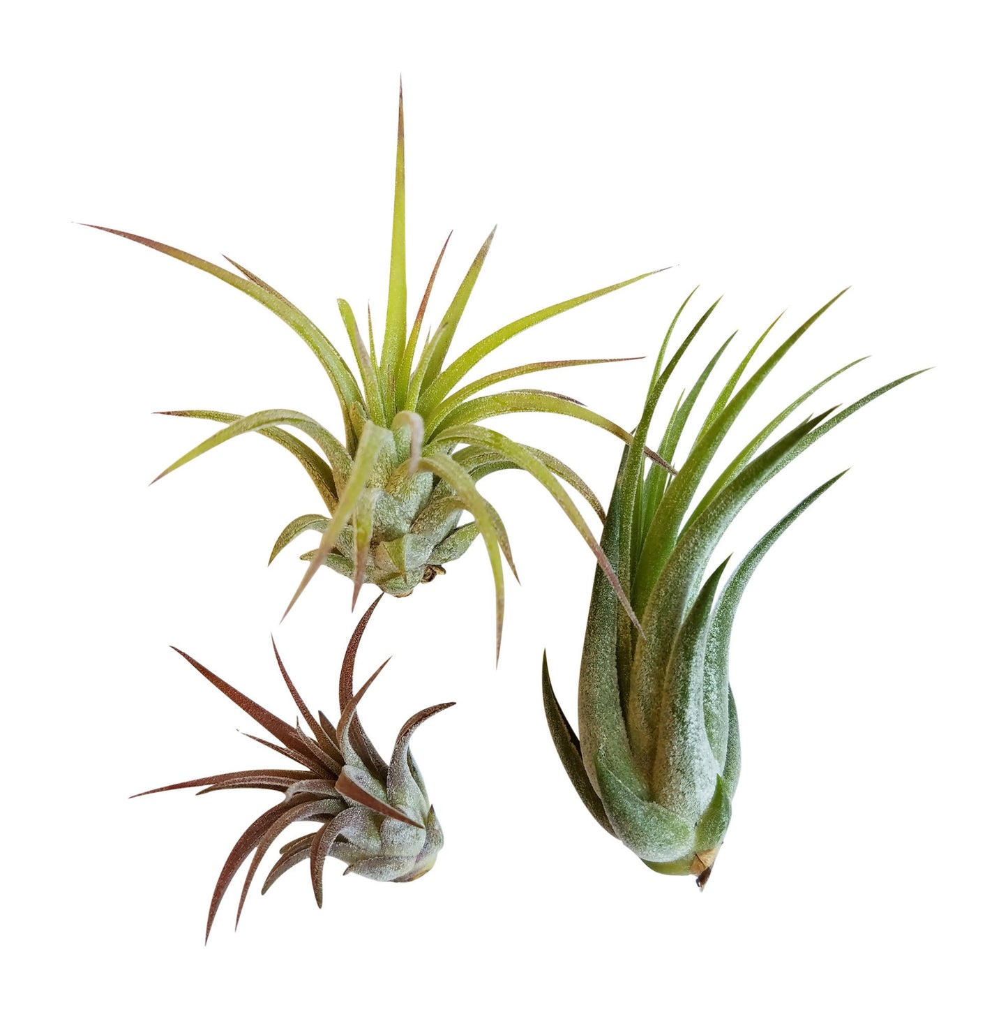3 pc Air Plant Ionantha Tillandsia Set - It Blooms