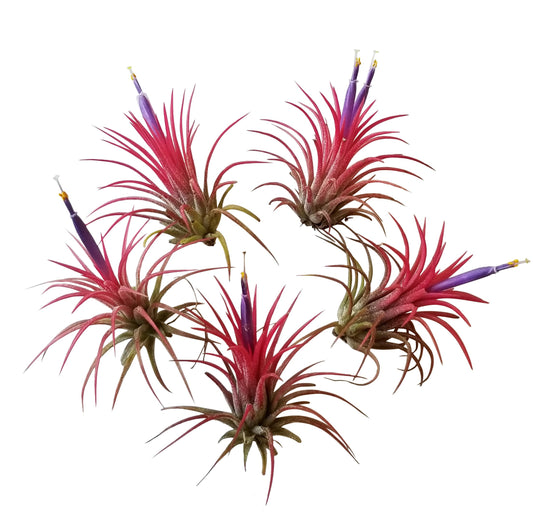 It Blooms Airplants Tillandsia Red Ionantha Fuego 5 Pack
