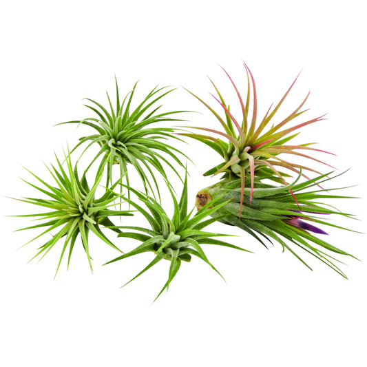 Bliss Gardens 5 Pack Ionantha Tillandsia Air Plants Assorted - Bliss Gardens