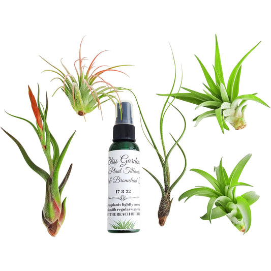 6 pc Large Air Plant Tillandsia Lot / Includes 5 Large Air Plants & 2oz Spray - It Blooms