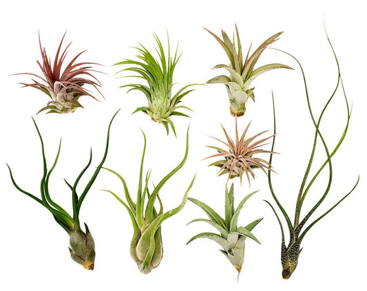 It Blooms Rainforest Grown 8 Pack Assorted Air Plants - Live Tillandsia - Easy Care House Plants - Succulents - 30 Day Guarantee