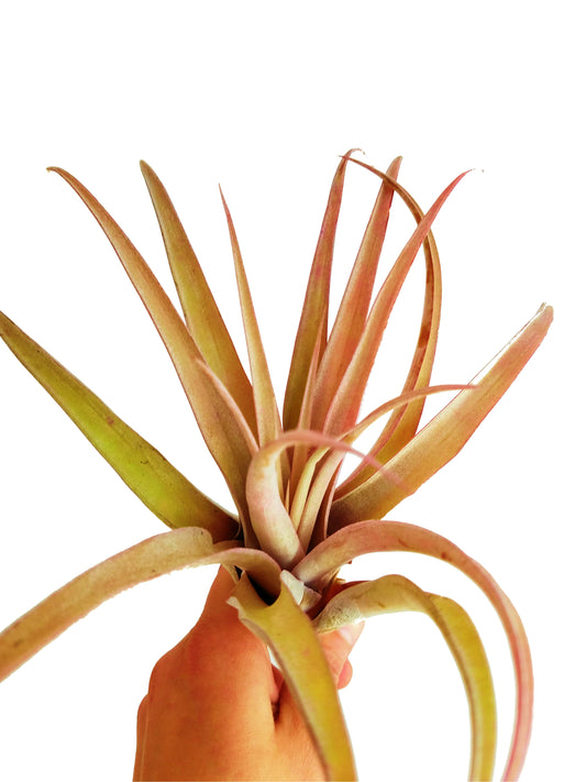 It Blooms  Rainforest Grown  Extra Large Capitata Peach  Air Plant - Live Tillandsia - 5 to 10 inches - 30 Day Guarantee