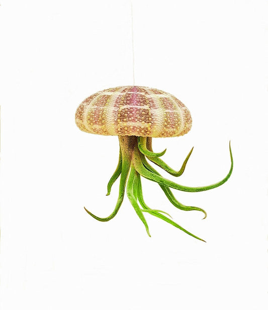 It Blooms 1pc Air Plant Hanging Jellyfish Set