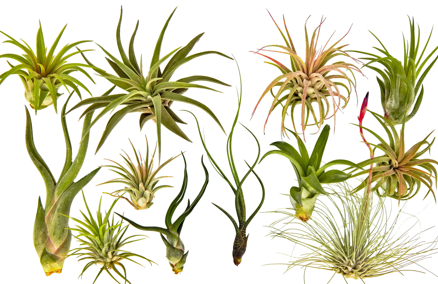 It Blooms Rainforest Grown 12 Pack Assorted Air Plants - Live Tillandsia - Easy Care Plants - Succulents - 30 Day Guarantee