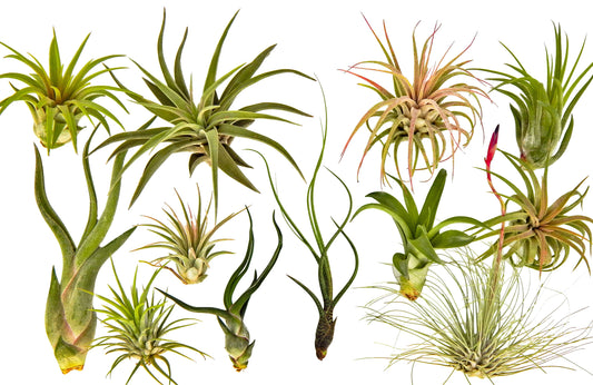 It Blooms  Rainforest Grown 12 Pack Assorted Air Plants  - Live Tillandsia - Easy Care Plants - Succulents - 30 Day Guarantee
