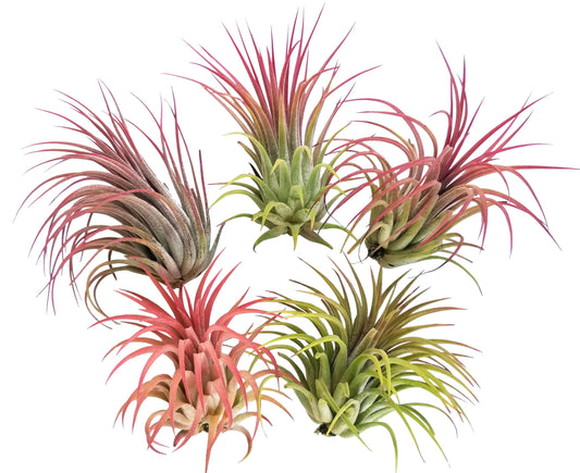 It Blooms  Rainforest Grown 5 Pack Large RED Ionantha Air Plants - Live Tillandsia - 2.5 to 4 inches - 30 Day Guarantee