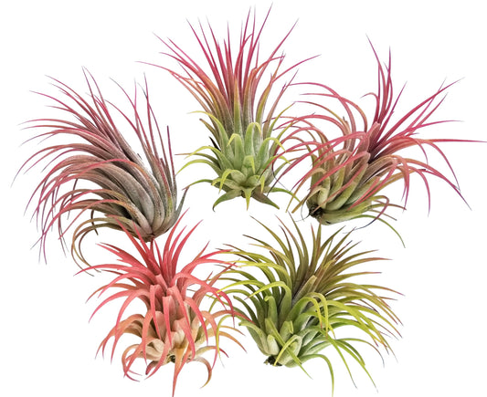 It Blooms Rainforest Grown 5 Pack Large RED Ionantha Air Plants - Live Tillandsia - 2.5 to 4 inches - 30 Day Guarantee
