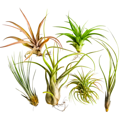 6pc X-Large Air Plant Tillandsia / Live Houseplants / 6 X-Large Air Plants Assorted Unique and Exotic Varieties 4 to 10 Inches - It Blooms