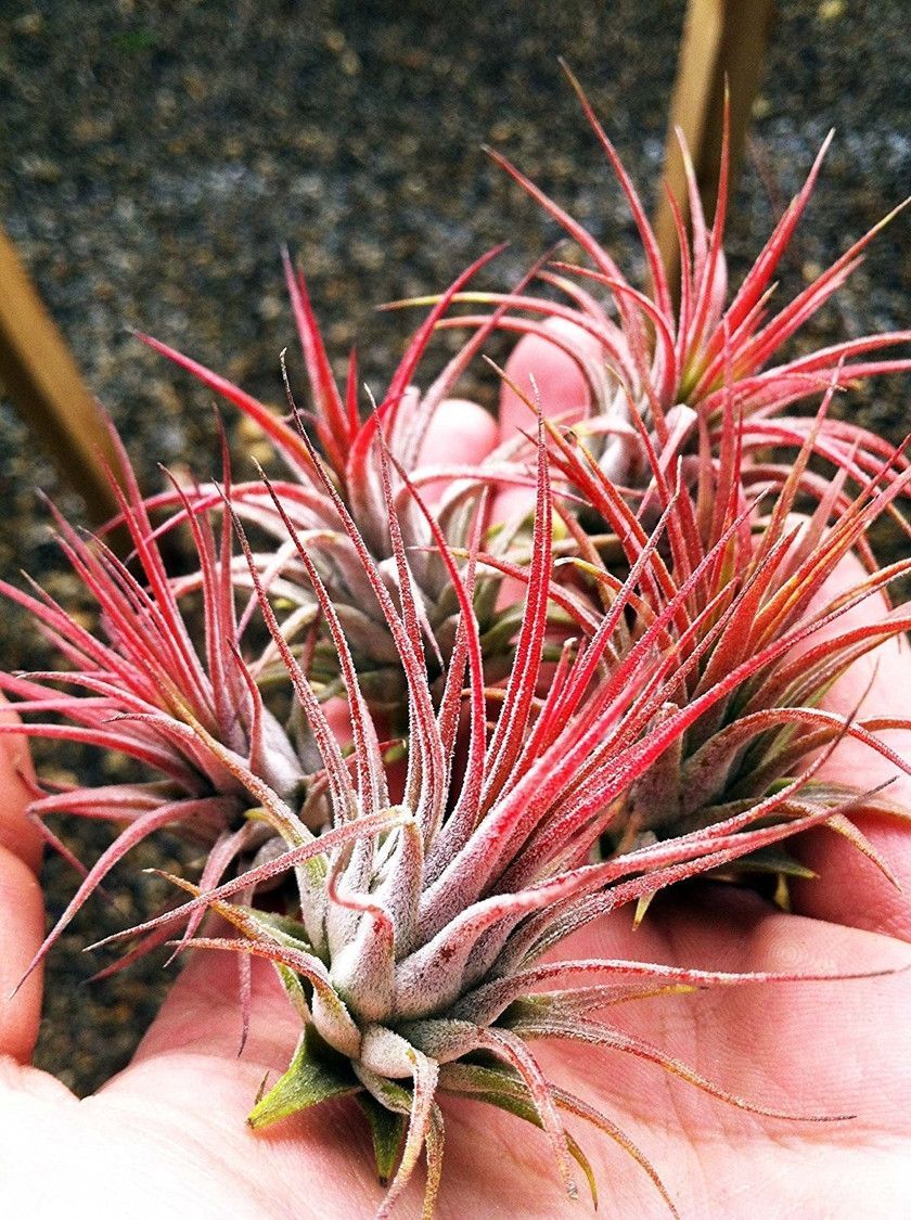 Air Plants
