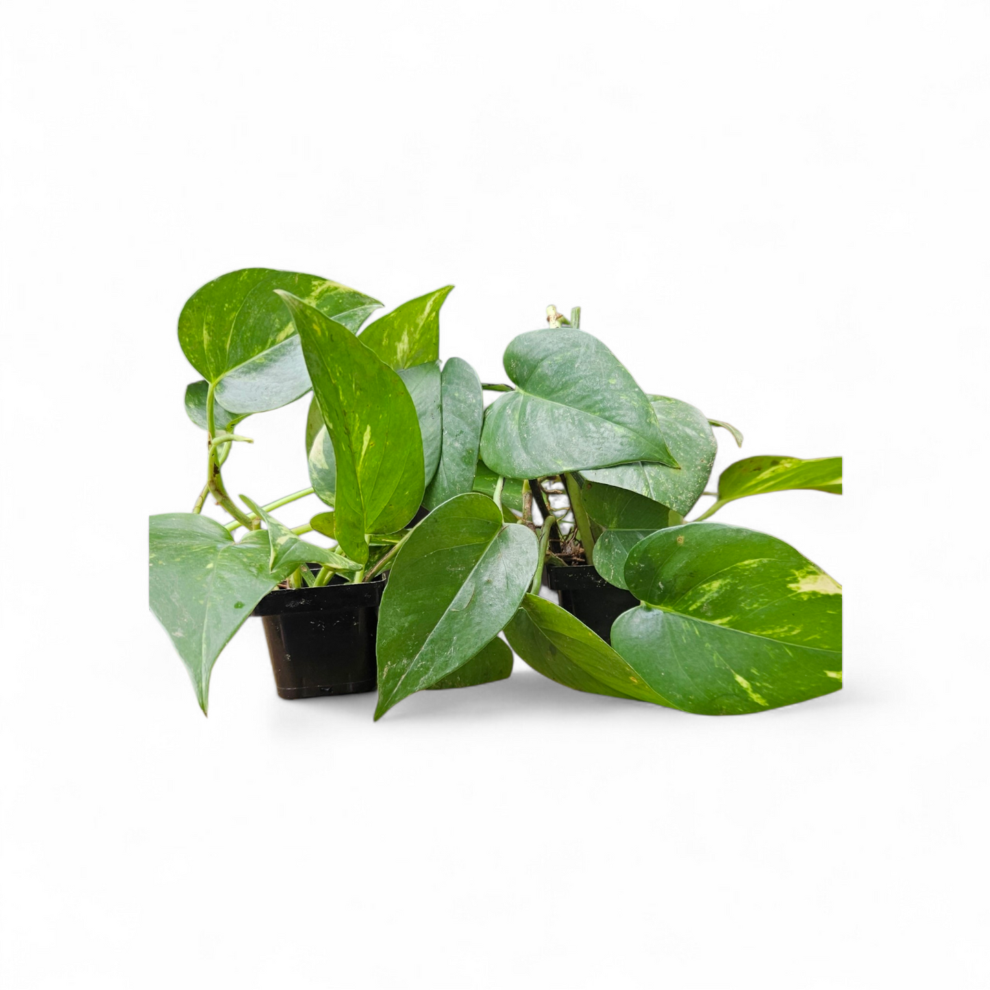 2-Pack Pothos Plants in 3" Pots - Easy Care Live Indoor Houseplants - Air Purifying Vining Plants - Perfect for Home, Office & Beginners