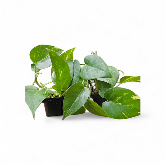 2-Pack Pothos Plants in 3" Pots - Easy Care Live Indoor Houseplants - Air Purifying Vining Plants - Perfect for Home, Office & Beginners