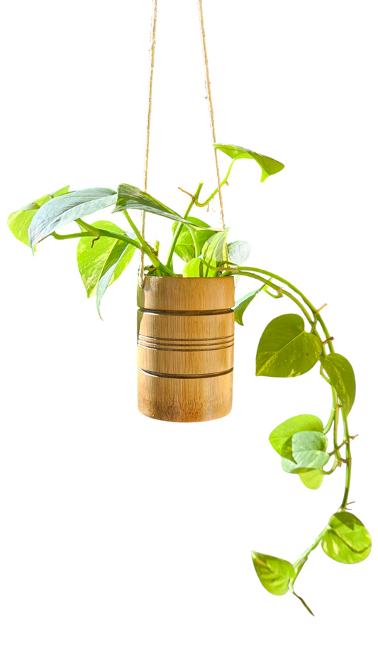 Handmade Bamboo Hanging Planter with Live Golden Pothos Plant - Natural Indoor Hanging Basket for Home Decor - Sustainable Boho Plant Hanger