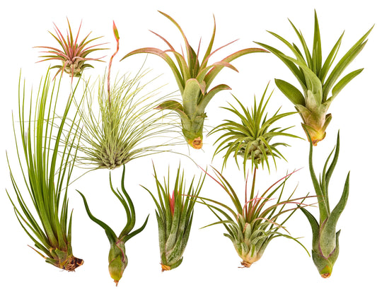 10 Pc Air Plant Tillandsia Assorted / Wholesale Air Plants - It Blooms