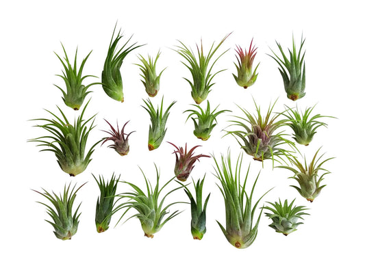 20 pc Air Plant Ionantha Tillandsia Lot - It Blooms