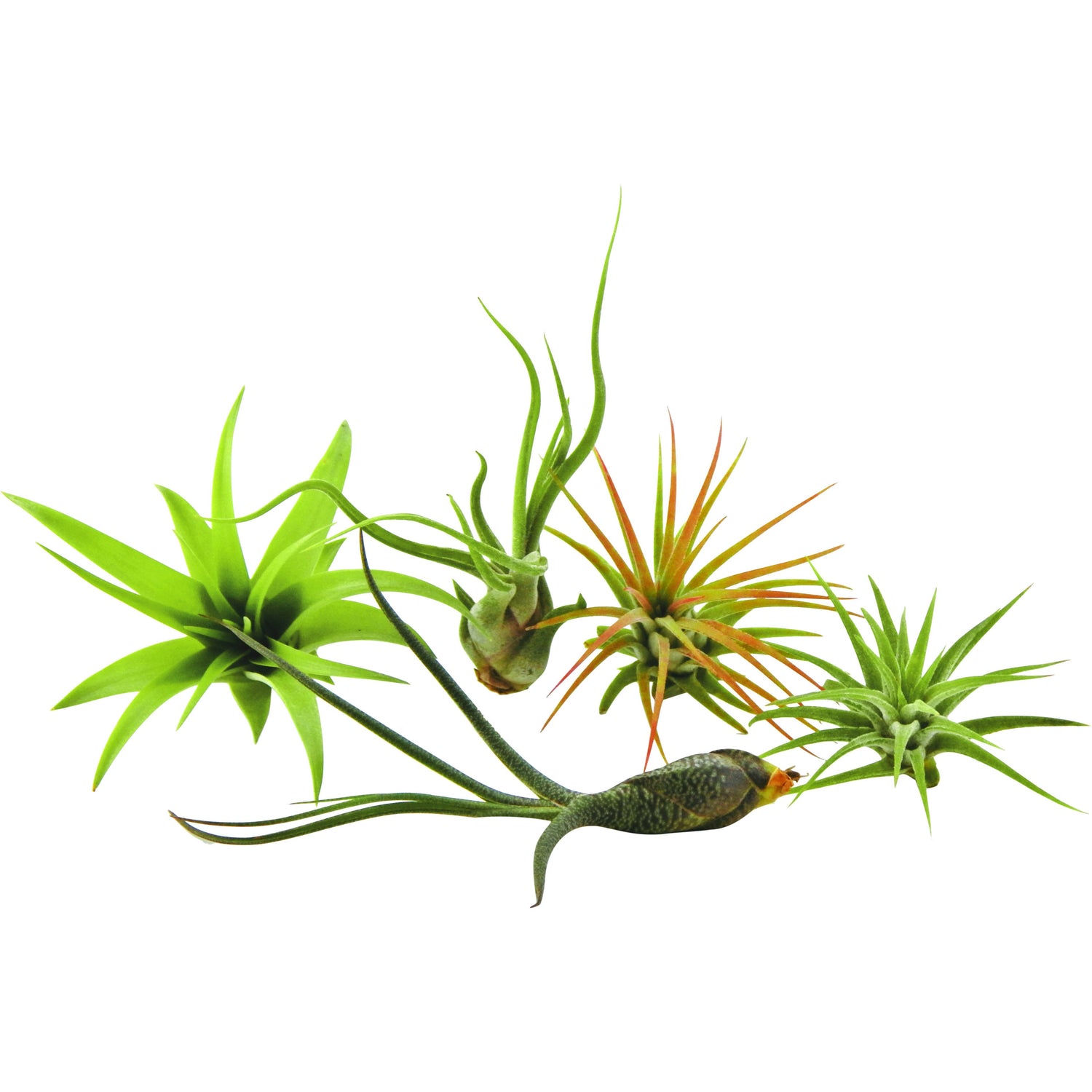 Bliss Gardens 5 Pack Assorted Tillandsia Air Plants - Bliss Gardens