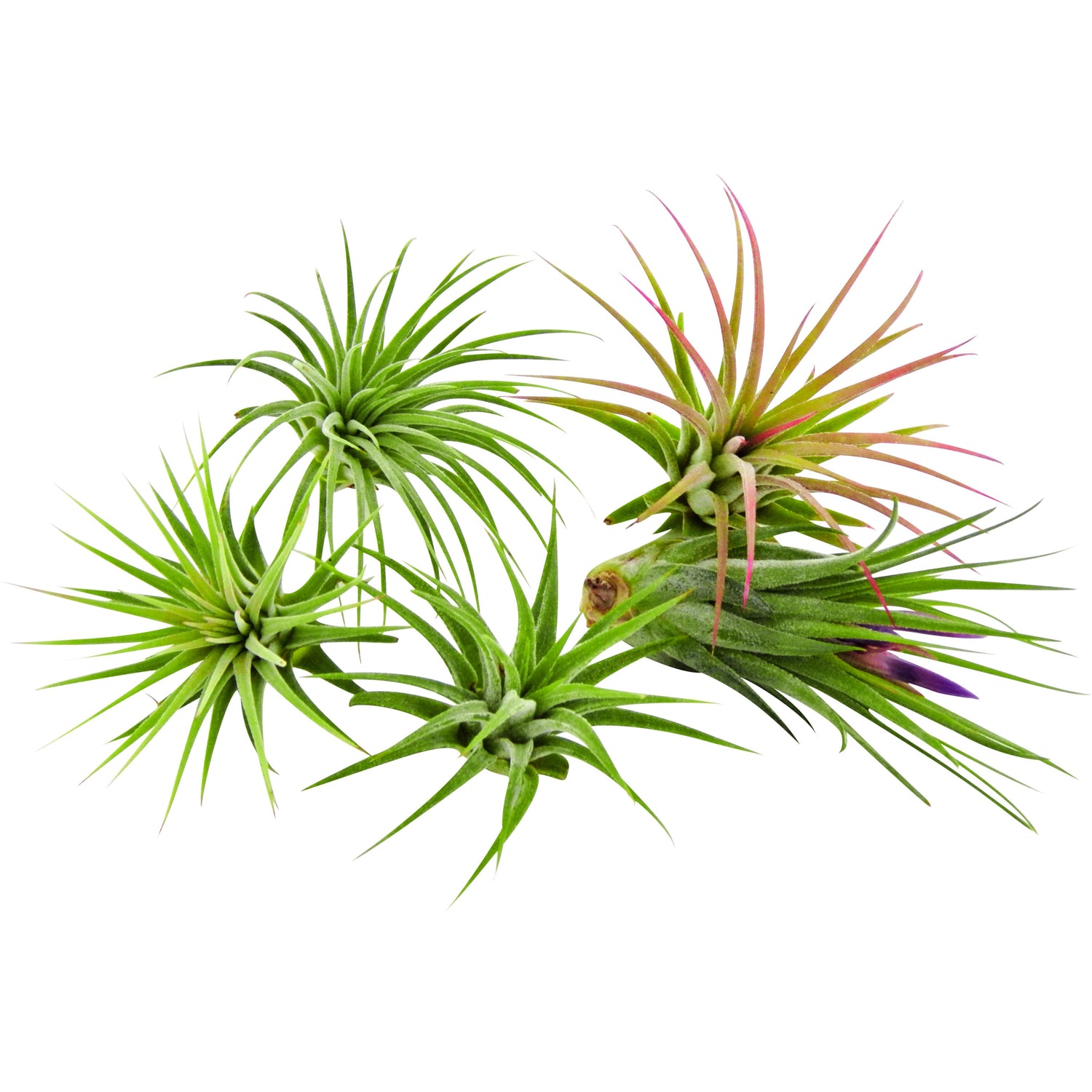 Bliss Gardens 5 Pack Ionantha Tillandsia Air Plants Assorted - Bliss Gardens