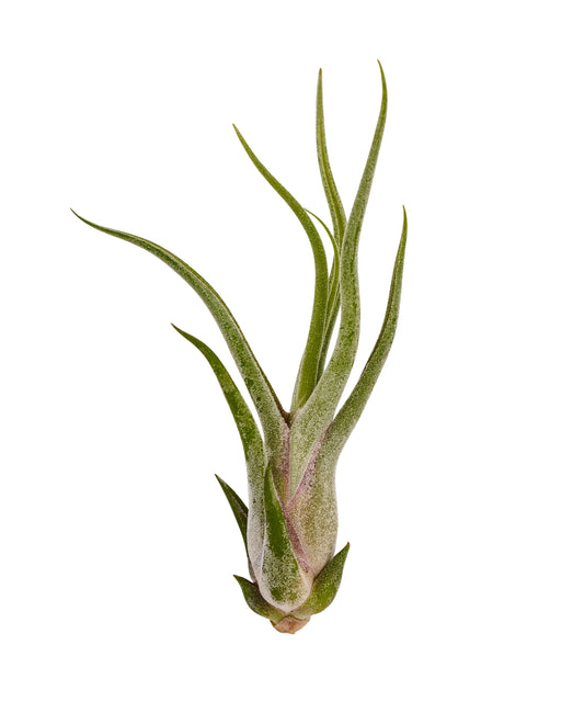 Air Plant Caput Medusae - It Blooms