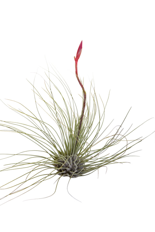 Air plant Tillandsia Fuchsii (Argentina) - It Blooms