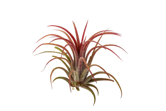 Air Plant Tillandsia Red Ionantha Fuego- Single