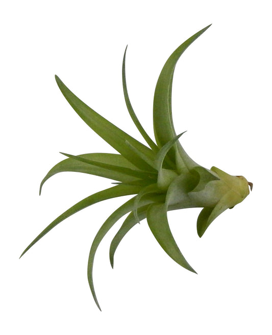 Air Plant Tillandsia Brachycaulos - It Blooms